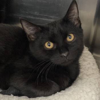 Rescue Domestic Short Hair Cats for Adoption in Collierville, Tennessee - Beverly | PetCurious