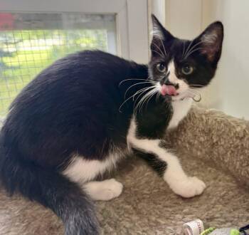 Frieda -  Domestic Short Hair Cat for Adoption in Ashland, Ohio - Frieda | PetCurious