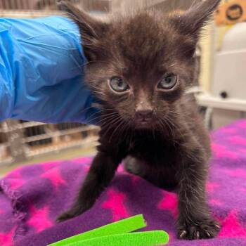 Hex 26-06-164 -  Domestic Short Hair Cat for Adoption in Bastrop, Texas - Hex 26-06-164 | PetCurious