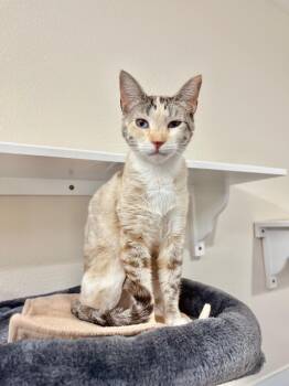 Domestic Short Hair Cats Available for Adoption in Boise, Idaho - Grady | PetCurious