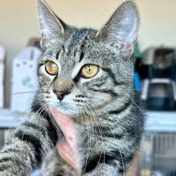 Domestic Short Hair Cats Available for Adoption - Phillips | PetCurious