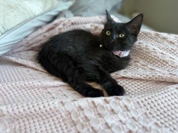 Vivian -  Domestic Short Hair Cat for Adoption in Ferndale, Michigan - Vivian | PetCurious