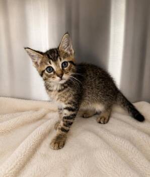 Poncho -  Domestic Medium Hair Cat for Adoption in Lafayette, Louisiana - Poncho | PetCurious
