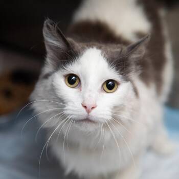 Mesquite -  Domestic Long Hair Cat for Adoption in Salt Lake City, Utah - Mesquite | PetCurious