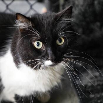 Domestic Medium Hair and Domestic Long Hair Cats Available for Adoption in Tampa, Florida - Miso | PetCurious