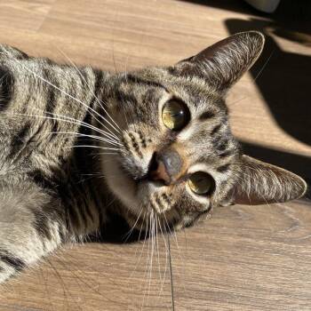 Domestic Short Hair Cats Available for Adoption in Los Angeles, California - Travis | PetCurious