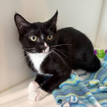 Shock -  Domestic Short Hair Cat for Adoption in Port Angeles, Washington - Shock | PetCurious