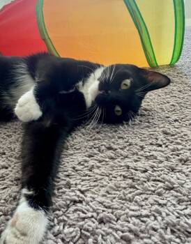 Rescue Domestic Short Hair Cats for Adoption in Lafayette, Colorado - Penelope | PetCurious