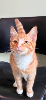 Dewey -  Tabby Cat for Adoption in Harrodsburg, Kentucky - Dewey | PetCurious