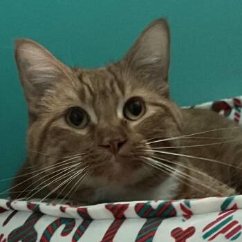 Teddy -  Domestic Short Hair Cat for Adoption in Sioux Falls, South Dakota - Teddy | PetCurious