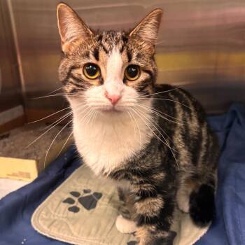 Domestic Short Hair Cats Available for Adoption in Belleville, Illinois - Olive | PetCurious