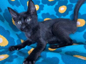 Spice -  Domestic Short Hair Cat for Adoption in Corpus Christi, Texas - Spice | PetCurious