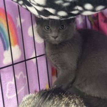 Domestic Short Hair Cats Available for Adoption - Yukio | PetCurious