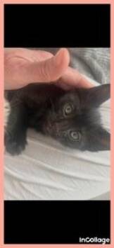 Kermit -  Domestic Short Hair Cat for Adoption in Irving, Texas - Kermit | PetCurious