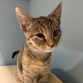 Rescue Domestic Short Hair Cats for Adoption in Chattanooga, Tennessee - Mary | PetCurious