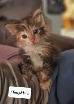 Cleopatra -  Domestic Long Hair Cat for Adoption in San Jacinto, California - Cleopatra | PetCurious
