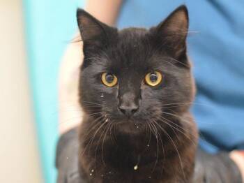 Onion -  Domestic Medium Hair Cat for Adoption in Portland, Oregon - Onion | PetCurious