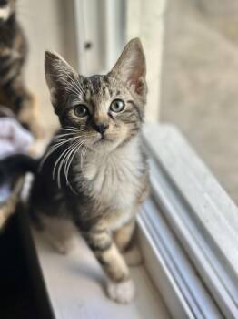 Domestic Short Hair Cats Available for Adoption in Port Orange, Florida - Orville (Watch Video) Lovable Kitten | PetCurious
