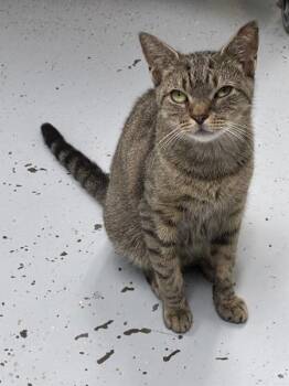 Gumdrop -  Domestic Short Hair Cat for Adoption in Montgomery, New Jersey - Gumdrop | PetCurious