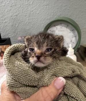 Tabby and Domestic Short Hair Cats Available for Adoption in Magnolia Springs, Alabama - Birdie | PetCurious