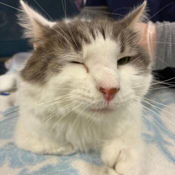 Domestic Medium Hair Cats Available for Adoption in Vineland, New Jersey - William | PetCurious