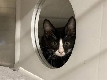 Domestic Medium Hair Cats Available for Adoption - BOOTSIE | PetCurious