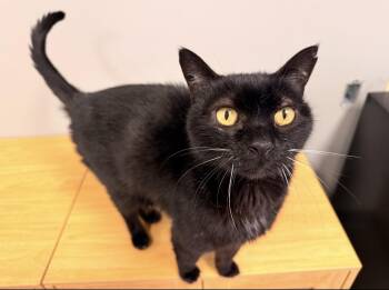 Catfish -  Domestic Short Hair Cat for Adoption in Batesville, Arkansas - Catfish | PetCurious