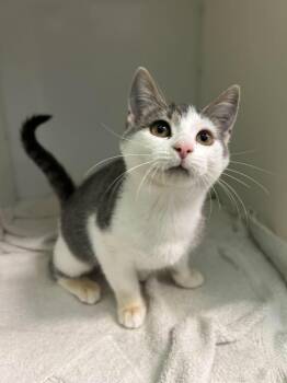 Yara -  Domestic Short Hair Cat for Adoption in Delson, Quebec - Yara | PetCurious