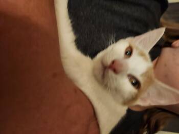 Meatball -  Domestic Short Hair Cat for Adoption in Mount Pleasant, Texas - Meatball | PetCurious