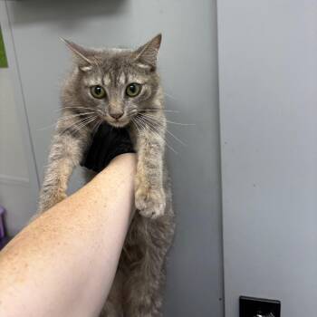 Gracie -  Domestic Short Hair Cat for Adoption in Columbiana, Alabama - Gracie | PetCurious