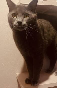 Rescue Russian Blue Cats for Adoption in Los Angeles, California - Archie | PetCurious