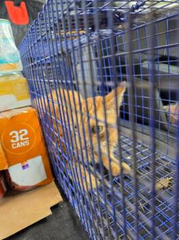 Garfield -  Domestic Short Hair Cat for Adoption in Hortense, Georgia - Garfield | PetCurious