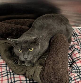Ghost -  Domestic Short Hair Cat for Adoption in Havre, Montana - Ghost | PetCurious