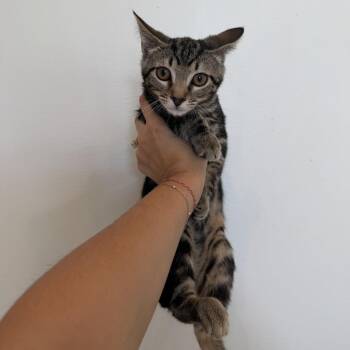 Gossip Girl -  Domestic Short Hair Cat for Adoption in Chattanooga, Tennessee - Gossip Girl | PetCurious