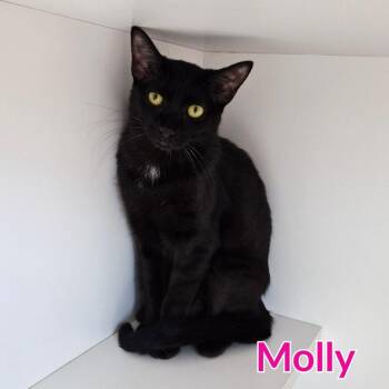 Molly -  Domestic Short Hair Cat for Adoption in North Saint Paul, Minnesota - Molly | PetCurious