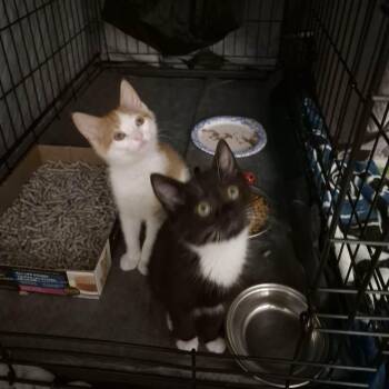 Sherry (F, tux) & Biscuit (M, orange) -  Domestic Short Hair Cat for Adoption in Bellmawr, New Jersey - Sherry (F, Tux) & Biscuit (M, Orange) | PetCurious