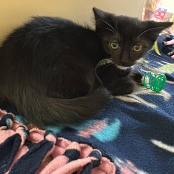 Indigo @Azalea PetSmart -  Domestic Short Hair Cat for Adoption in Summerville, South Carolina - Indigo @Azalea PetSmart | PetCurious