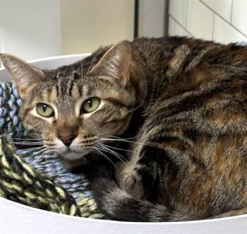 Domestic Short Hair Cats Available for Adoption - TWINKLE TOES | PetCurious