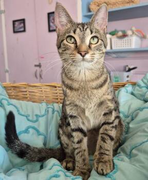 Domestic Short Hair Cats Available for Adoption - Calgary | PetCurious