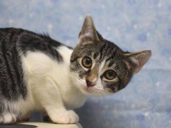 Kimi -  Manx Cat for Adoption in Portland, Oregon - Kimi | PetCurious