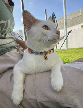 Rescue Domestic Short Hair Cats for Adoption in Rincón, Rincón - Jack | PetCurious