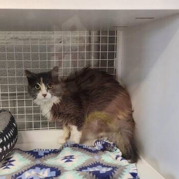 Buttercup -  Domestic Long Hair Cat for Adoption in Mountain Home, Arkansas - Buttercup | PetCurious