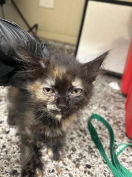2026-07-035 -  Domestic Short Hair Cat for Adoption in Winder, Georgia - 2026-07-035 | PetCurious