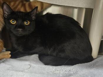 LUNA -  Domestic Short Hair Cat for Adoption in Derwood, Maryland - LUNA | PetCurious