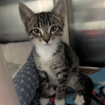 Enoki -  Domestic Short Hair Cat for Adoption in Detroit Lakes, Minnesota - Enoki | PetCurious