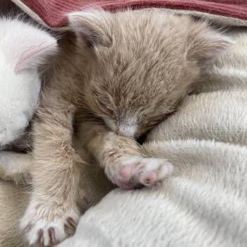 Domestic Short Hair Cats Available for Adoption in Harrisonburg, Virginia - 70876 | PetCurious
