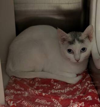 PRINCESS -  Domestic Medium Hair and Domestic Short Hair Cat for Adoption in Anchorage, Alaska - PRINCESS | PetCurious