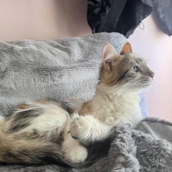 Bee -  Domestic Medium Hair Cat for Adoption in Redwood City, California - Bee | PetCurious