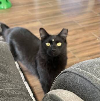 Rescue Domestic Long Hair Cats for Adoption in Brighton, Michigan - BDub | PetCurious