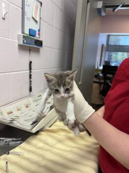 MIKE VALLELY -  Domestic Short Hair Cat for Adoption in Jacksonville, Florida - MIKE VALLELY | PetCurious